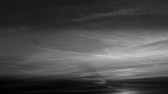 Black and white geese