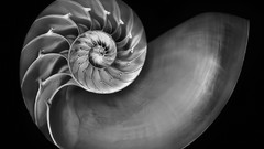 Black and white greyscale nautilus