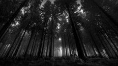 Black and white Landscapes