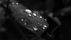 Black and white leaf