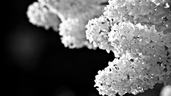 Black and white lilac