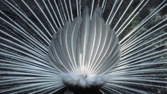 Black and white male Peacocks