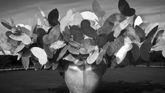 Black and white monochrome