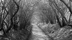 Black and white monochrome forests spooky