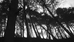 Black and white nature