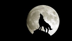 Black and white night