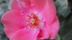 Black and white pink flowers