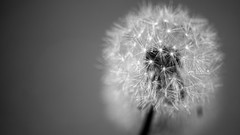 Black and white Plants