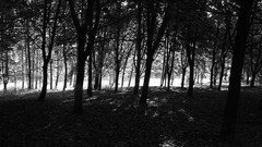 Black and white Poland cities Polish lublin