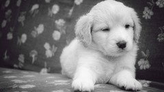 Black and white Puppies Dogs monochrome