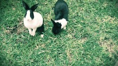 Black and white rabbits Bunnies
