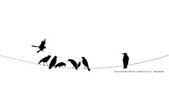 Black and white Ravens crows minimalistic power lines Quotes