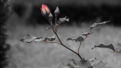 Black and white roses Plants selective coloring