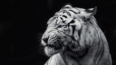 Black and white Tigers