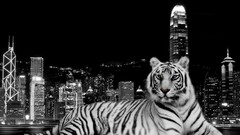 Black and white Tigers cities