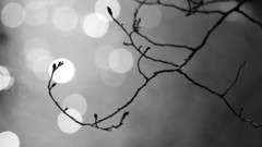 Black and white Trees