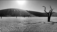 Black and white Trees