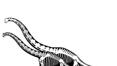 Black and white white background Dinosaurs skeletons human 