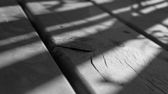 Black and white Wood pine trees