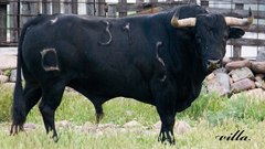 Black Animals Bull