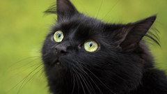 Black Animals cat