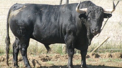 Black Animals Cows Bull