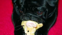 Black Animals Dogs Pugs