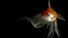 Black Animals goldfish