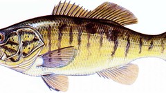 Black Aquarium and Fish