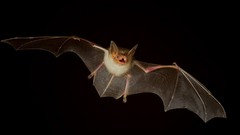 Black background bats Mammals