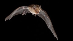 Black background bats Mammals