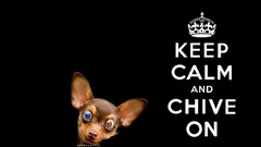 Black background chihuahua Keep Calm and The Chive ChiveOn KCCO