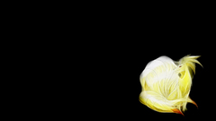 Black background Pokemon Ninetails