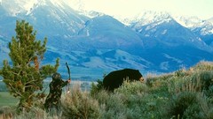 Black bear complex magazine