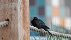 Black Bird