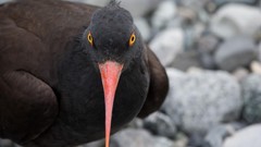 Black Birds bay glacier Alaska national park Oystercatcher