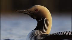 Black Birds diver loon
