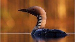 Black Birds diver loon