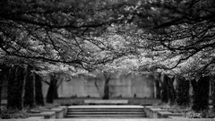 Black black and white white