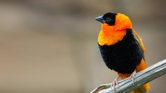Black branches orange Birds Orioles