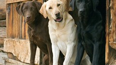 Black brown cream colored labrador retriever