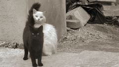 Black cat white look why? hence