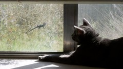 Black cat window gecko