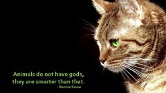 Black cats Animals Quotes