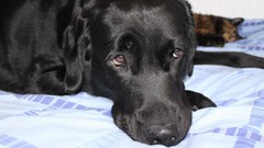 Black cats Dogs beds sad Summertime Sadness