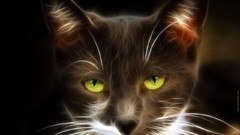 Black cats Fractalius Photo