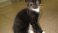 Black cats high animal