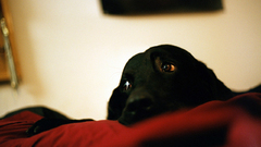 Black couch Animals Dogs