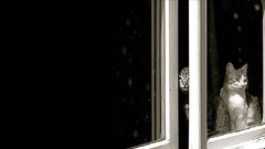 Black dark cats window