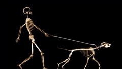 Black dark Dogs funny skeletons